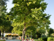 Makryammos Bungalows